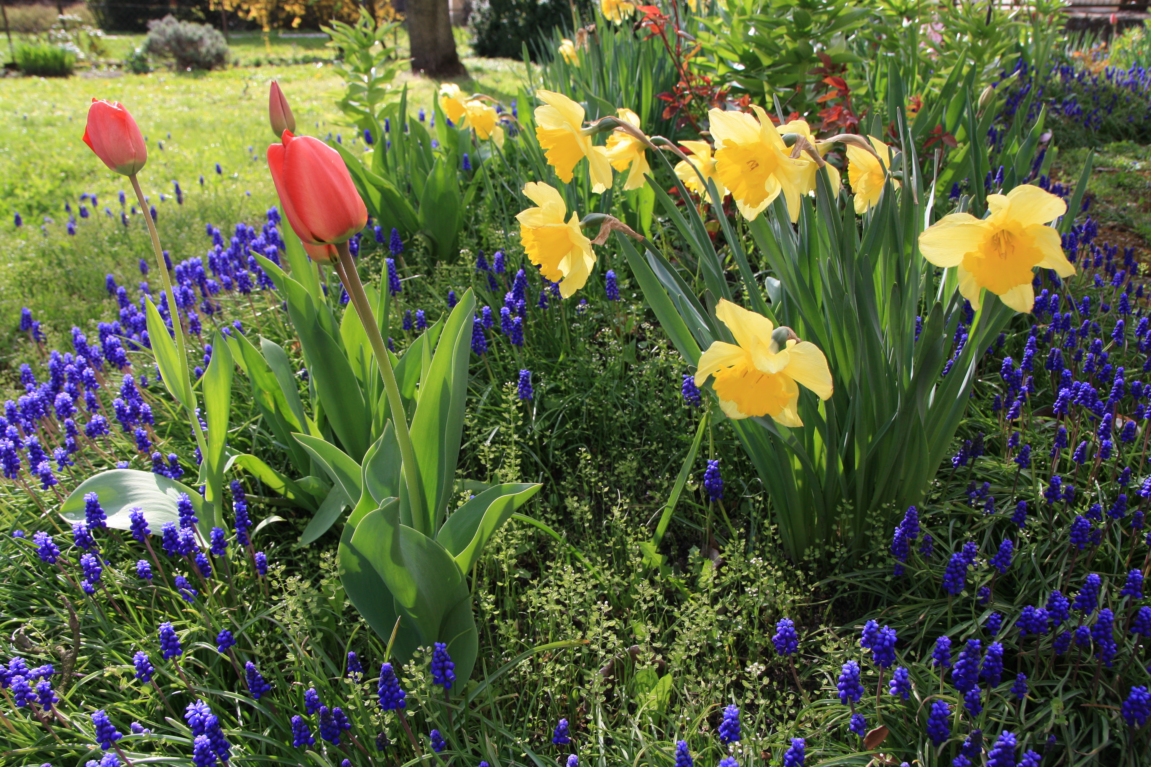 bloemen-en-planten